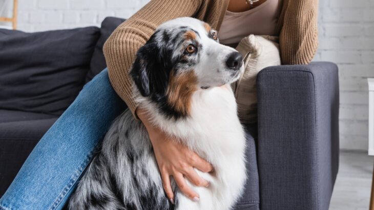 『人に関心がない犬』の特徴４選　興味を示さない理由や好かれるためにできることとは？(ブログ)