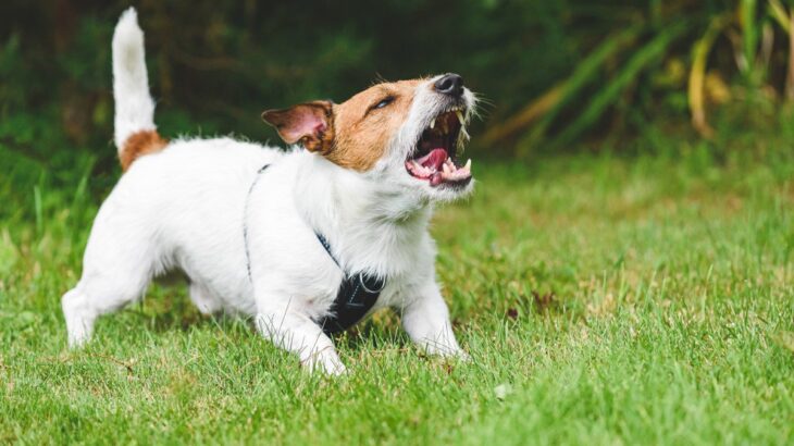 犬が反抗期を迎えたときの『絶対NG行為』３選　愛犬が逆らってきたときの正しい対処法までご紹介(ブログ)
