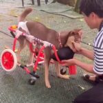 『歩けない車椅子の犬』が整体を受けた結果…生き生きとした光景に涙が止まらない 「嬉しくて泣けた」「まさに救世主」と感動の声多数(ブログ)