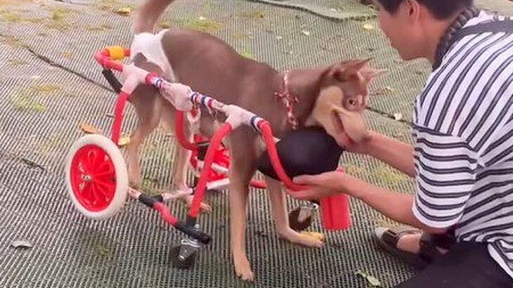 『歩けない車椅子の犬』が整体を受けた結果…生き生きとした光景に涙が止まらない 「嬉しくて泣けた」「まさに救世主」と感動の声多数(ブログ)