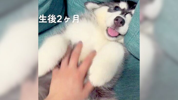 赤ちゃんハスキー犬が成長した結果…『好きな撫でられ方』の変化が面白いと143万再生「サイズも撫でられ方も豪快」「でっかｗ」(ブログ)