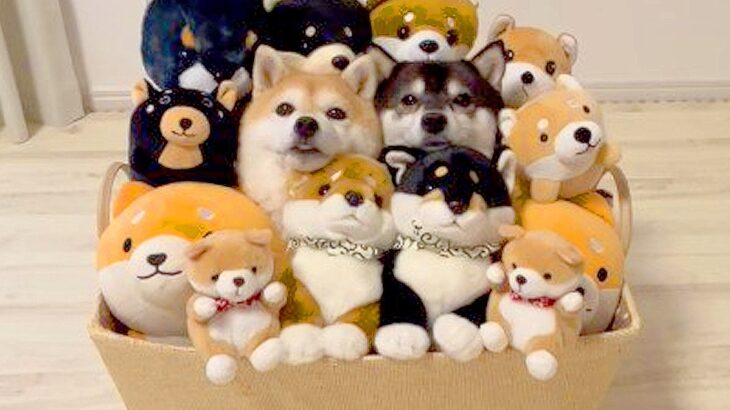 どれが本物？『柴犬の詰め合わせ』を作ってみたら…完全に溶け込んでしまう光景が665万再生「一瞬わかんなかった」「もはや芸術」(ブログ)