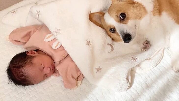 犬が『寝ている赤ちゃん』にした行動…寝かしつけようと優しく見守る光景が3万7000再生「面倒見てるの？可愛いすぎ」と大絶賛(ブログ)