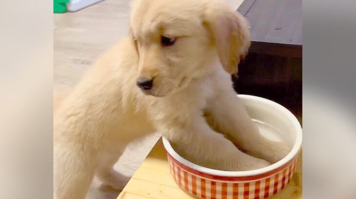子犬に水を飲んでほしかったのに…激しすぎる『イタズラ』が幸せな気持ちになると257万再生「可愛い犯人」「何しても許す」と悶絶の声(ブログ)