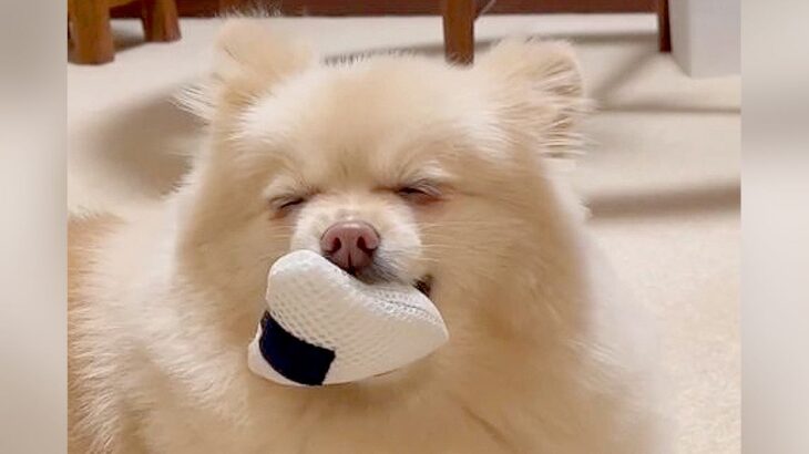 犬に『音が鳴るおもちゃ』あげてみた結果…まさかの”独特すぎる遊び方”をする光景が223万再生「ゾーンに入ってる」「最高ｗ」と絶賛の声(ブログ)