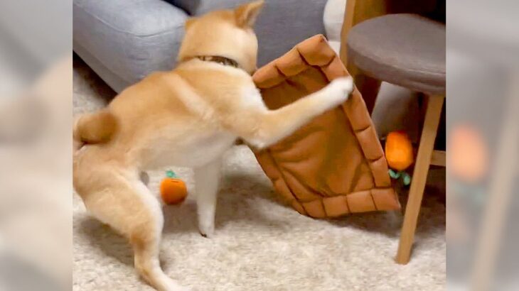 『思ってたのと違う』犬におもちゃをプレゼントした結果…まさかの違う遊び方をする光景が90万再生「可愛いｗ」「喜びが伝わる」(ブログ)