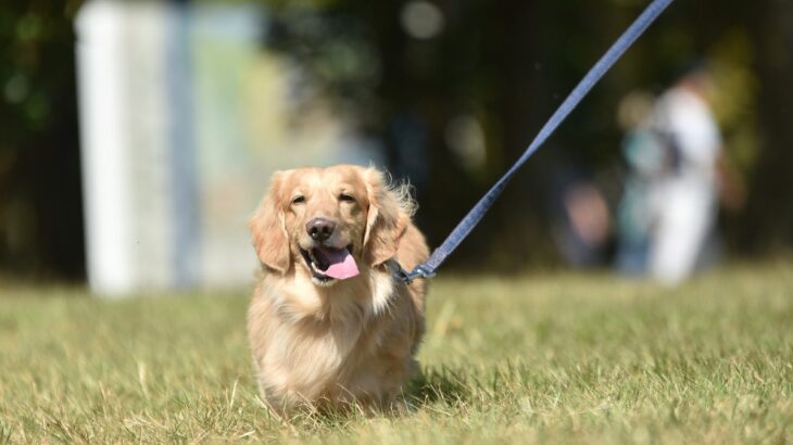 愛犬との散歩『飼い主がやってはいけないNG行動』4選　楽しい散歩がかえってストレスになることも…(ブログ)