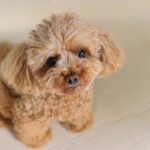 犬が『お願いごと』をしているサイン5選　飼い主に頼みごとをするワケやシチュエーション(ブログ)