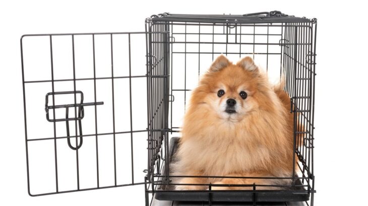 犬に教えるべき『しつけ』5選　必ず覚えておきたいコマンドや基本的な指示の出し方まで解説(ブログ)