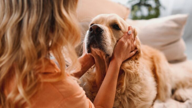犬への『絶対NGワード』３選　言ってはいけない言葉とかけるべき言葉とは？(ブログ)
