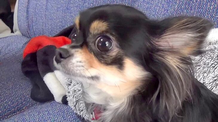 犬が初めて『赤ちゃん』を見た反応…飼い主さんも思わず声が出た謎の行動がかわいすぎると17万再生「困惑してますね」「超可愛い」(ブログ)