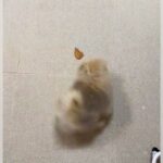 赤ちゃん犬におやつをあげたら…まさかの『ドリフト走行』が可愛すぎると2万7000いいね「回転キレイ過ぎて笑った」謎行動に爆笑の声(ブログ)