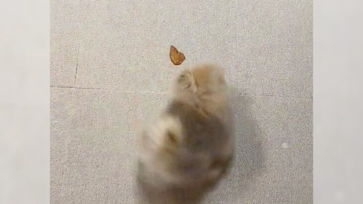 赤ちゃん犬におやつをあげたら…まさかの『ドリフト走行』が可愛すぎると2万7000いいね「回転キレイ過ぎて笑った」謎行動に爆笑の声(ブログ)