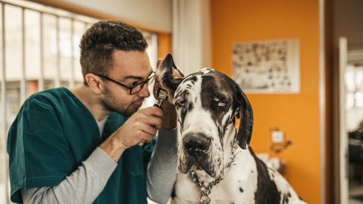 犬が『外耳炎』になりやすい理由とは？悪化しやすい犬種や症状まで解説(ブログ)
