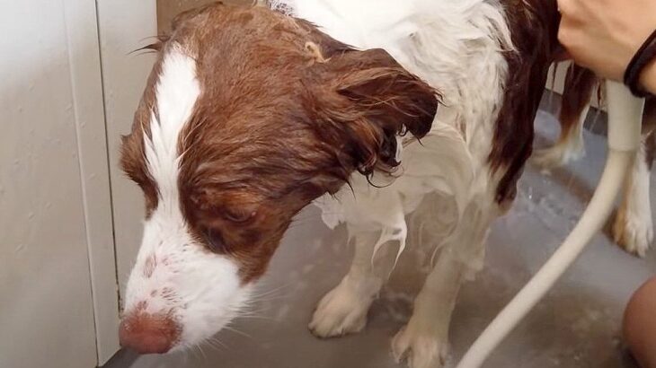犬が『大嫌いなお風呂』に入れられた結果…この世の終わりかのような表情が64万再生「絶対賢い」「すげ〜」知性あふれる行動にも賞賛の声(ブログ)