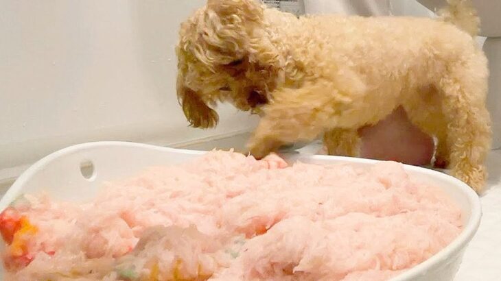 愛犬の『毛布』を洗った結果…まさかの”自ら揉み洗い”する光景が可愛すぎると142万再生「予想の100倍癒された」大絶賛の声(ブログ)