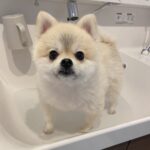 ワンコを洗おうとしたら…『あらうの？』と強めの圧をかけてくる姿に1万いいねが集まる(ブログ)
