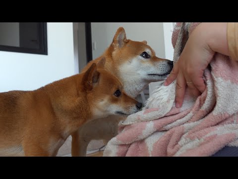 柴犬の兄妹、猫初めてのシャワーを見守る様子が親そのものだった。(YouTube)