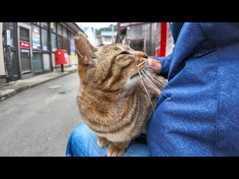 猫島の商店のベンチに猫が座っていたので隣に座ってナデナデしてきた(YouTube)