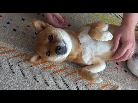 柴犬妹、5年前を振り返ると可愛さの時空を超えてた。(YouTube)
