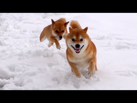 柴犬ハチ、妹に追われた後の挙動が可愛すぎる。(YouTube)