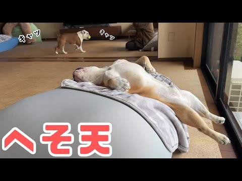 ドラゴンフラッグへそ天を習得したブルドッグ、寝ながらにしてビルダーを目指す！(YouTube)