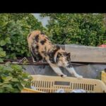 漁港の物置の中から三毛猫ちゃんがモフられに出てきた(YouTube)
