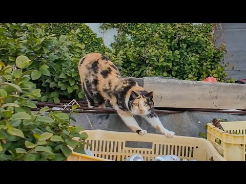 漁港の物置の中から三毛猫ちゃんがモフられに出てきた(YouTube)
