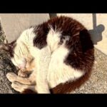 可愛い猫達が堤防沿いの道で無防備な姿勢でくつろぐ(YouTube)