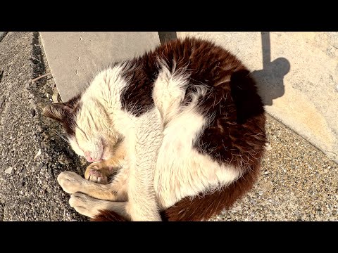 可愛い猫達が堤防沿いの道で無防備な姿勢でくつろぐ(YouTube)