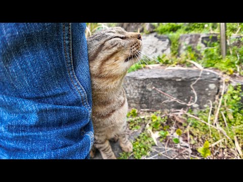 石の階段で見かけた猫を撫でると足元に擦り寄ってきてカワイイ(YouTube)