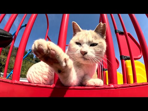 シャム猫ちゃんがすべり台の上を占拠して人間を攻撃してくる(YouTube)