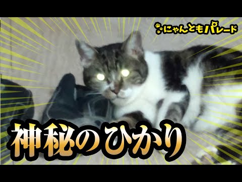 【猫動画】神秘のひかり〜#猫動画#猫#333(YouTube)