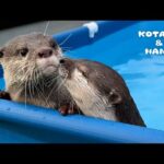 プール掃除してたらカワウソがイチャつきはじめた　My Otters Think Pool Cleaning is Playtime(YouTube)