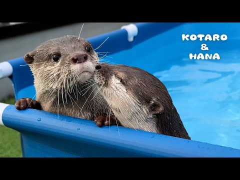 プール掃除してたらカワウソがイチャつきはじめた　My Otters Think Pool Cleaning is Playtime(YouTube)