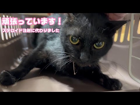 ステロイド注射に代わりました 頑張ってます！  2024 03 13 2(YouTube)