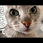 重みで目が覚める朝はこうなってます…！(YouTube)
