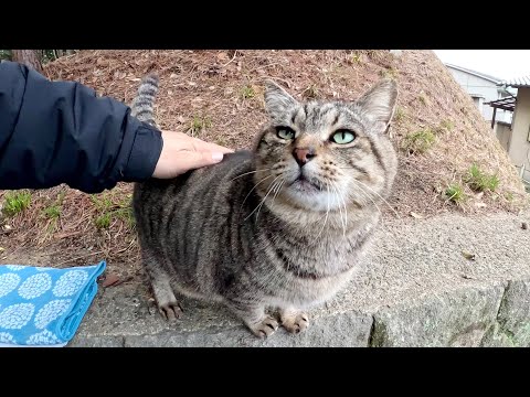 太ったキジトラ猫が忙しく働いた後、美味しそうにご飯を食べる(YouTube)