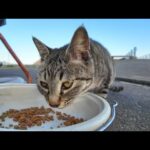 猫島のフェリー乗り場待合室は猫の食堂(YouTube)