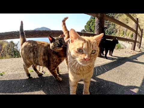 キレイな海を眺めていたら、暴れん坊な猫達が群れをなしてやって来た(YouTube)