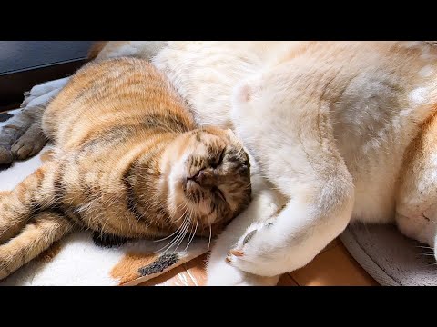柴犬に甘えたいけどちゃんと順番を待てれる猫たちが可愛すぎました(YouTube)