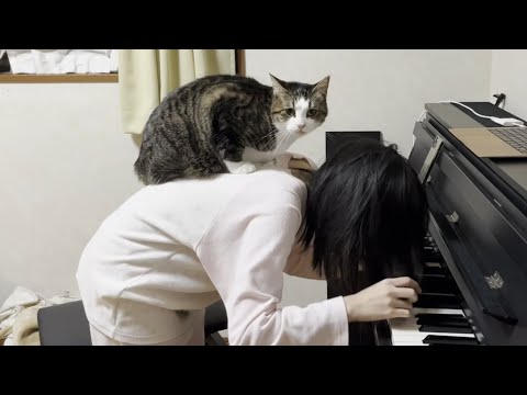 娘のピアノを近くで聞きたい猫と娘を看病する猫(YouTube)