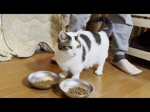 同じことをしても「わがまま」と言われる猫(YouTube)