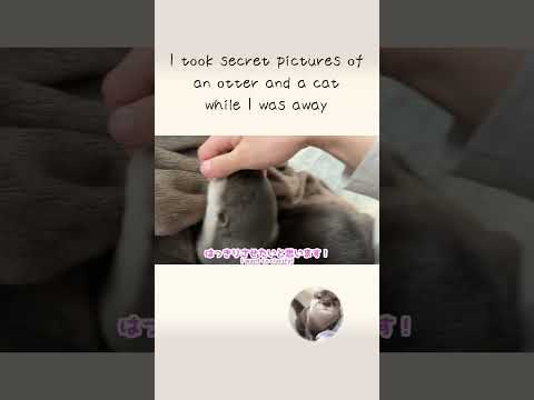 Otter and cat at stay at home was interesting!(YouTube)