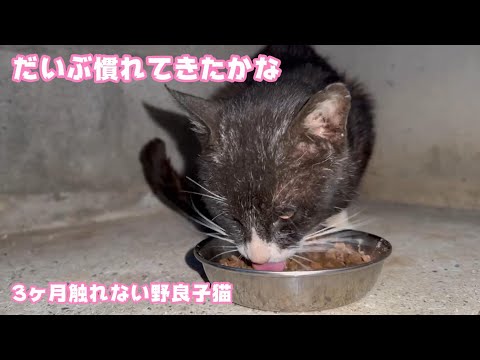 だいぶ慣れてきたかな 3ヶ月触らせない野良の子猫  2024 03 22 1(YouTube)