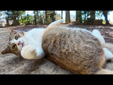 神社の猫ちゃん、ゴロンゴロン転がってカワイイ(YouTube)