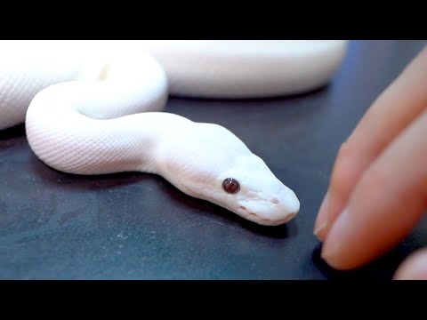 300匹のボールパイソンの中で一番かわいいアイドルを紹介します(YouTube)