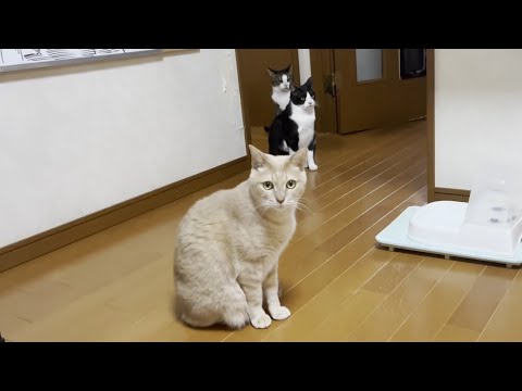 不審者扱いの息子の帰宅でプチパニックになる猫(YouTube)