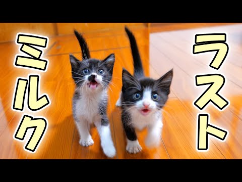 ミルク卒業の日🍼【仲良し子猫姉妹の成長記録】(YouTube)
