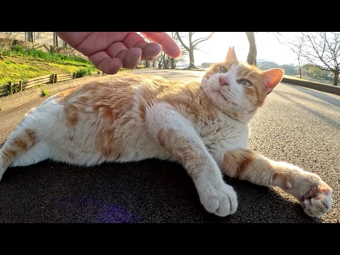 茶シロ猫が人間の前で寝転がり、喉を鳴らしてモフりをおねだりしてきた(YouTube)